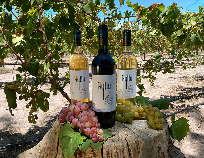 ayllu wine project communities