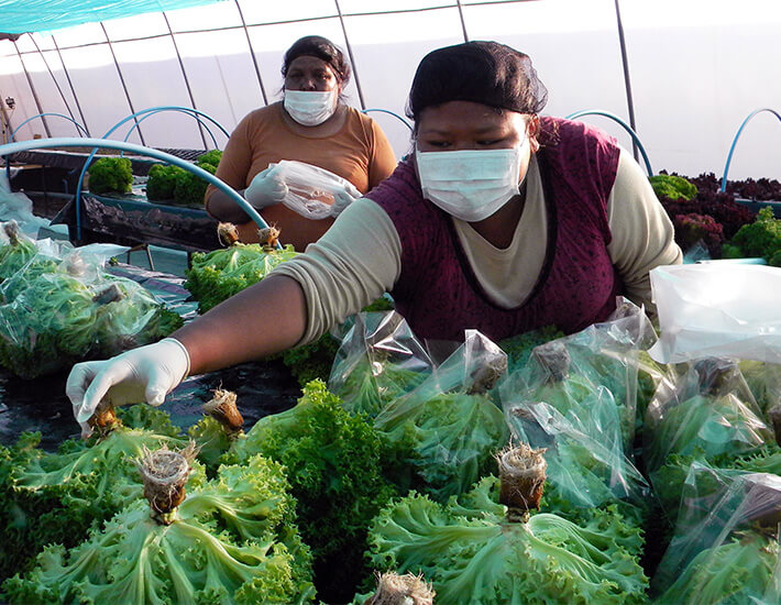Women working in agriculture